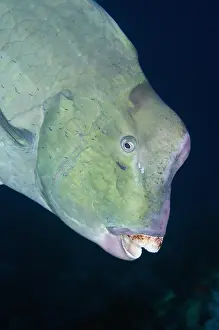 Fiabacet: Bumphead Parrotfish - Whale Rock dive site, Fiabacet