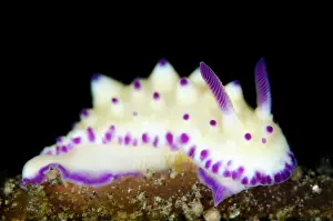 Pustule: Bumpy Mexichromis Nudibranch TK3 dive site, Lembeh