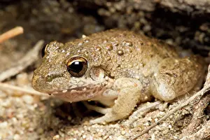 Litoria: Bumpy Rocket Frog