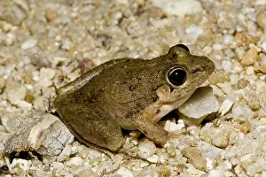 Litoria: Bumpy rocket frog