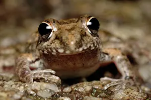 Litoria: Bumpy Rocket Frog (Litoria inermis)