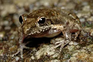 Litoria: Bumpy Rocket Frog (Litoria inermis)