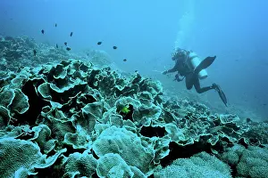 Brian Mcdairmant: Bunaken Coral reef and diver