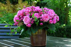 Helix: Bunch of flowers roses rosa and ivy hedera helix