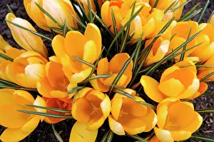 Kent: A bunch of Golden Crocuses - long established garden
