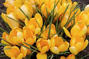 Kent: A bunch of Golden Crocuses - long established garden