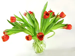 Vase: Bunch of tulips in a vase