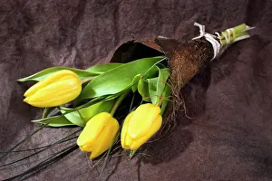 Bouquets: Bunch of yellow tulips