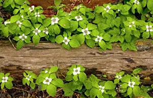 Bunchberry: Bunchberry / Western Bunchberry