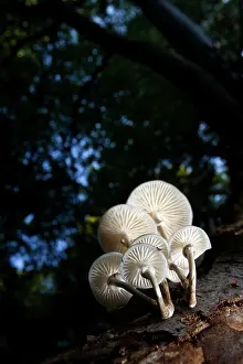 Porcelain: Bundle of Porcelain Fungi