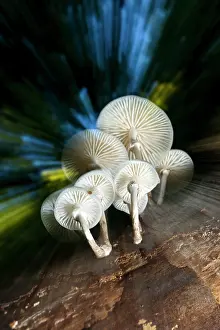 Porcelain: Bundle of Porcelain Fungi