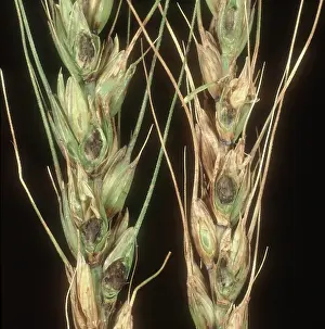 Balls: Bunt on bearded wheat