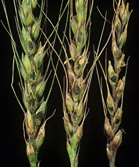 Bunt: Bunt on bearded wheat grains