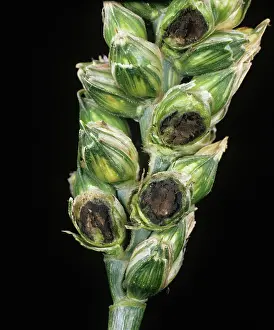 Bunt: Bunt or covered smut (Tilletia tritici)