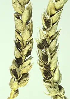 Bunt: Bunt infected Wheat