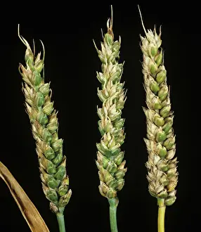 Poaceae: Bunt (Tilletia tritici) infected ears of wheat