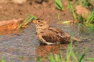 Miliaria: Bunting (Emberiza calandra) bathing. Armenia