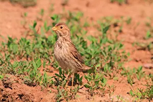 Miliaria: Bunting (Emberiza calandra) on ground. Armenia