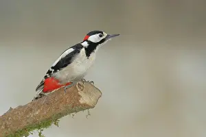 Major: Buntspecht (Dendrocopos major), auf einem Ast, wildlife