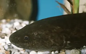 Aquariums: BURBOT - C/U HEAD
