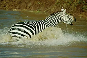 Braying: BurchellIs / Plains / Common ZEBRA - running through river