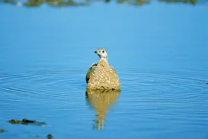 Soaking: BurchellIs Spotted SANDGROUSE - male, belly soaking
