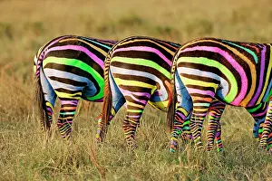 Leaving: Burchell's / Common / Plain Zebra