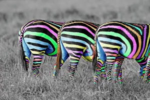 Leaving: Burchell's / Common / Plain Zebra