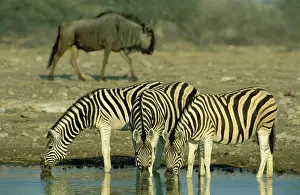 Passes: Burchell's / Common / Plain Zebra - Drinking at