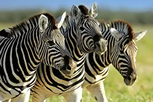 Burchell: Burchell's / Common / Plains Zebra