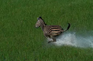 Burchell: Burchell's / Common / Plains Zebra - Aerial view