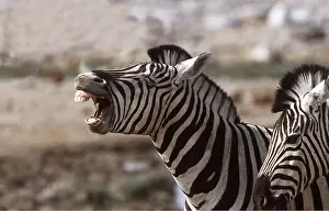 Braying: Burchell's / Common / Plains ZEBRA - braying