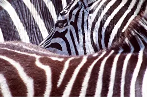 Burchells: Burchell's / Common / Plains ZEBRA - close-up of coat