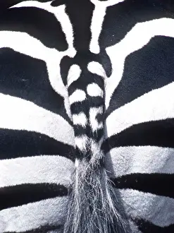 Arty: Burchell's / Common / Plains ZEBRA - close-up of rear