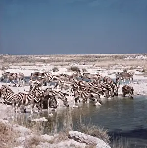 Clem Haagner: Burchell's / Common / Plains ZEBRA - Drinking at water hole
