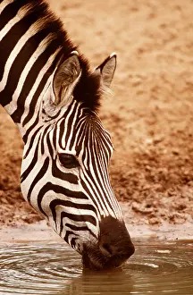 Burchells: Burchell's / Common / Plains ZEBRA - drinking from waterhole