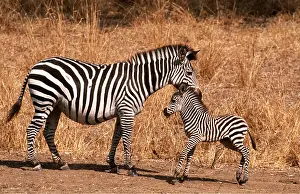 Burchells: Burchell's / Common / Plains ZEBRA - female with