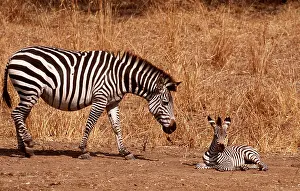Burchells: Burchell's / Common / Plains ZEBRA - female approaches