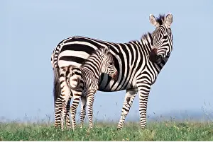 Foals: Burchell's / Common / Plains ZEBRA - female & foal