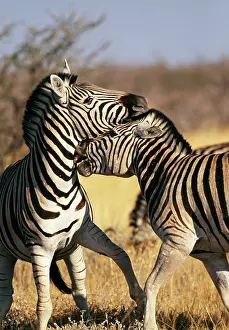 Eric Dragesco: Burchell's / Common / Plains ZEBRA - fighting