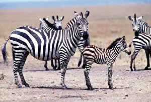 Burchells: Burchell's / Common / Plains ZEBRA - with foal
