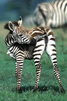 Burchells: Burchell's / Common / Plains ZEBRA - foal grooming