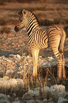 Foals: Burchell's / Common / Plains ZEBRA - foal in sunlight