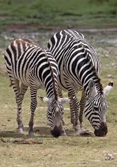 Burchell: Burchell's / Common / Plains Zebra grazing Amboseli