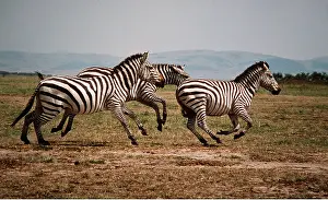Burchells: Burchell's / Common / Plains ZEBRA - group running