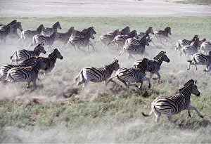 Burchells: Burchell's / Common / Plains ZEBRA - herd, stampeding