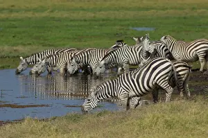Burchell: Burchell's / Common / Plains Zebra herd drinking