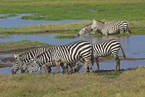 Burchell: Burchell's / Common / Plains Zebra herd drinking
