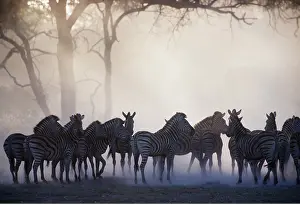 Burchells: Burchell's / Common / Plains ZEBRA - herd in dust