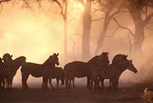 Burchells: Burchell's / Common / Plains ZEBRA - herd in dust